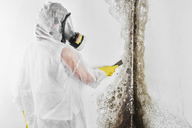 Best Mold Odor Removal Services  in Apollo Beach, FL